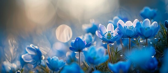 Poster - Early morning sun illuminates closeup spring flowers in blue.