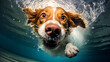 A dog in water