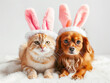 Cute cat and dog wearing bunny ears headband studio shot background, easter egg celebration concept