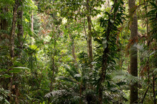 Daintree National Park, Rainforest Scenery In Queensland, Australia