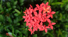 Image Of Red Spike Flowers And Green Leaves With Blurred Background.