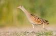 Corn crake - male bird at a meadow in the beginning of the summer