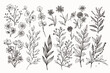 Set of flower branches. Minimal botanical summer graphic sketch. Wedding concept. Collection of flowers for invitation. Vector compositions for the design of greeting cards or invitations.