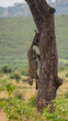 Leopard jumping down a tree