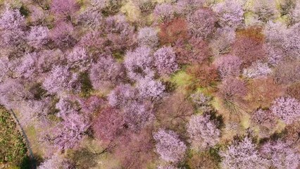 Poster - 桜の咲く庭園の絶景　空撮