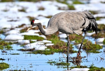 Kranich (Grus grus) im Schnee