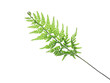 Fresh green fern leaf isolated on white background