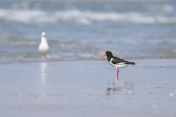 Wall Mural - Eurasian Oystercatcher standing on the beach near water