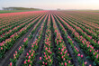 Tulip Field. Showcasing a Magnificent Spring Landscape with the Sprawling Tulip Field Viewed from Above.