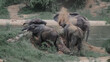 Elephants having a dust bath in a dry river in Kruger National Park
