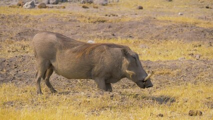 Wall Mural - warthog (phacochoerus africanus) foraging on roots in dry grass