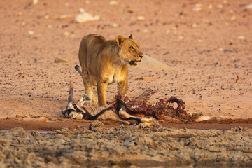Wall Mural - young male lion (panthera leo) with remains of a gemsbok (oryx gazella) prey
