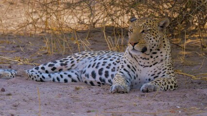 Wall Mural - leopard (panthera pardus) resting and relaxing in the shade of a tree after a succesful hunt