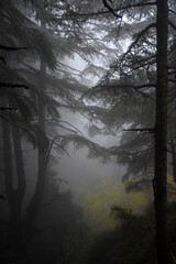  Trees in the forest during foggy weather in Chrea town, Blida, Algeria.