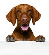 Adorable, smart purebred vizsla dog with tongue stickie out peeking out table and looking isolated on transparent background. Concept of domestic animals, pet friend, care, vet, health