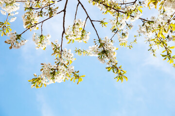 Poster - Branches with white Sweet Cherry flowers against a blue sky.