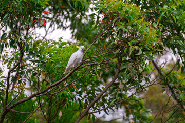 Wall Mural - Cockatoo parrot sitting on a green tree branch in Australia. Big white and yellow cockatoo with nature green background