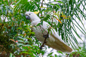 Cockatoo parrot sitting on a green tree branch in Australia. Big white and yellow cockatoo with nature green background