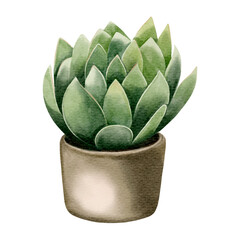 Wall Mural - Watercolor succulent plant in pot. Watercolor flower pot isolated on white.