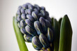Closed buds of blue hyacinth isolated on white background. Growing hyacinth flower buds.