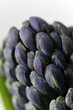Closed buds of blue hyacinth isolated on white background. Growing hyacinth flower buds.