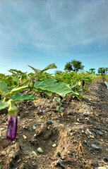 Fresh eggplant planted in the garden. Fresh purple eggplant.
