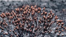Burnt Protea Bush With Buds After A Veld Fire In South Africa With A Devastated Grey Background