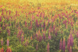 Purple lupins on a field at sunset or sunrise in spring. Vintage film aesthetic. Springtime landscape.
