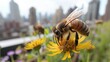 Urban garden buzzing with activity as bees pollinate flowers amidst the city , the growing trend of beekeeping in urban environments