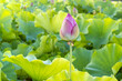 Pink lotus bud amongst fresh green lotus leaves in pond