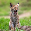 baby lynx