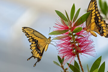 Sticker - common swallowtail