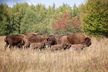 Sticker - European bison family 