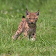 baby lynx