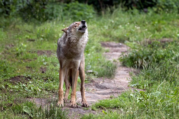 Poster - howling grey wolf