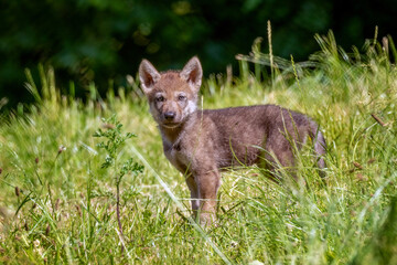 Poster - gray wolf puppy