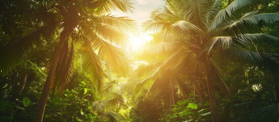 Sticker - The sunlight filters through the lush foliage in the forest, creating a beautiful lens flare effect among the trees and plants in the jungle