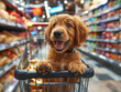 funny young dog in a shopping cart, supermarket