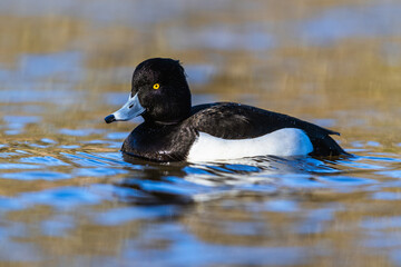 Sticker - Male of Tufted Duck, Aythya fuligula, bird on water at winter time