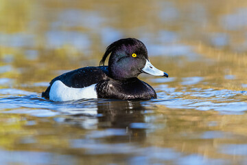 Sticker - Male of Tufted Duck, Aythya fuligula, bird on water at winter time