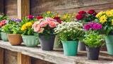Fototapeta  - various types of colorful flowers in pots placed on wooden shelf