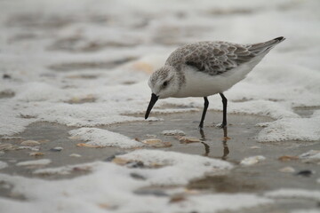 Poster - Sanderling shorebird looking for food on foamy beach