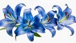 border of flying blue lily flowers and petals isolated