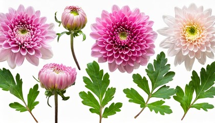 Wall Mural - set collection of delicate pink chrysanthemum flowers buds and leaves isolated over a transparent background cut out floral garden or seasonal summer design elements top view flat lay