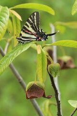 Wall Mural - zebra swallowtail butterfly on pawpaw with flowers