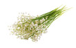 May flowers. Bouqet of lily of the valley flowers on white background without shadow