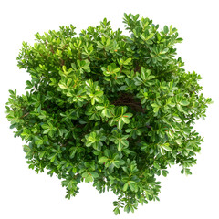 Top view of dense green foliage tree, isolated on white background