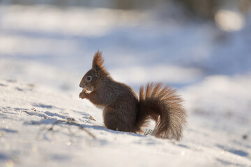 Wall Mural - cute young red squirrel in a natural park in warm morning light. very cute animal, interesting about