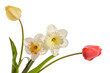 Pair of tulips and pair of daffodils isolated on white background