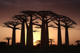 Fototapeta Las - Baobab tree forest.  Generative AI, 생성형, 인공지능